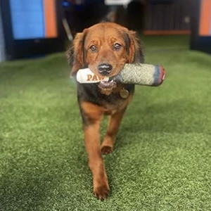 juguete de peluche para mascotas, juguete creativo para masticar para perros pequeños y medianos